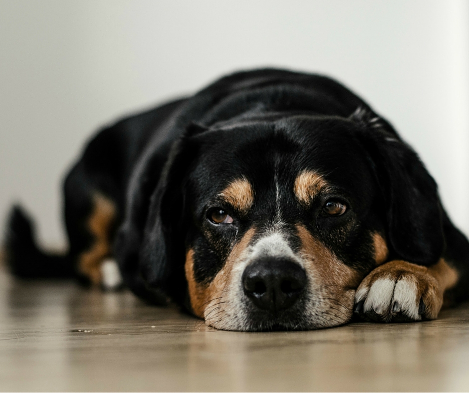 My Dog Keeps Throwing Up! And Other Signs of Illness in Pets - Daily Recall