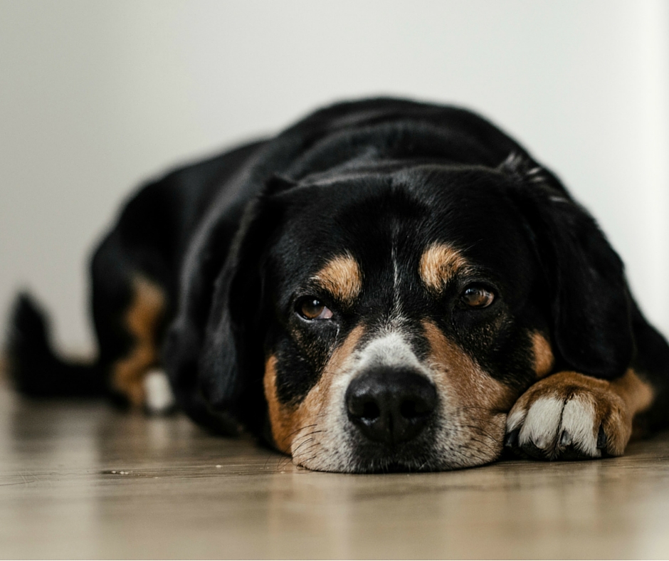 My Dog Keeps Throwing Up! And Other Signs of Illness in Pets Daily Recall