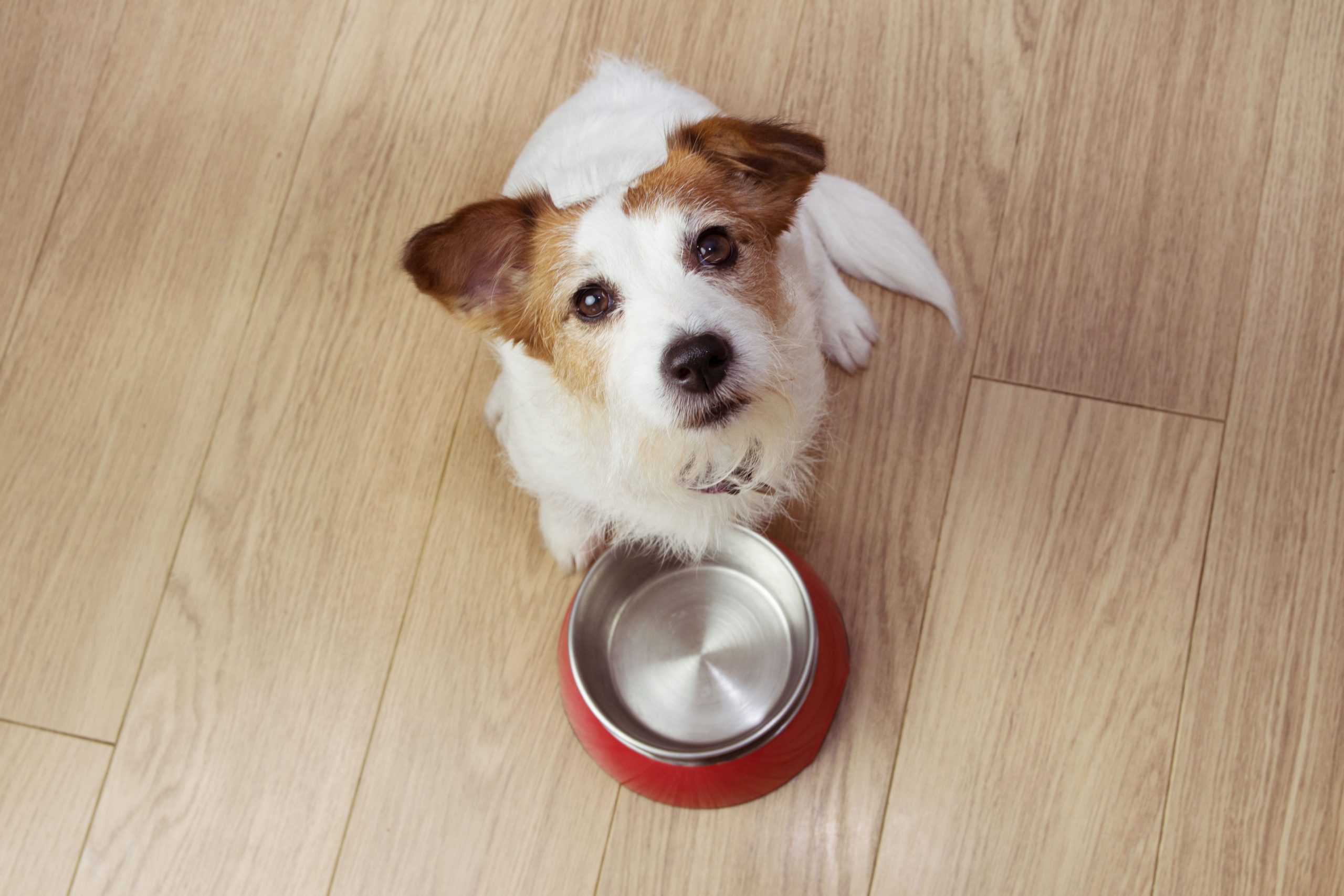 food that is good for your dog
