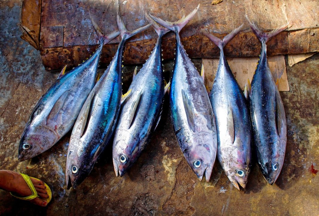 Frozen Tuna Loins Under Recall Due to Salmonella Risk Daily Recall
