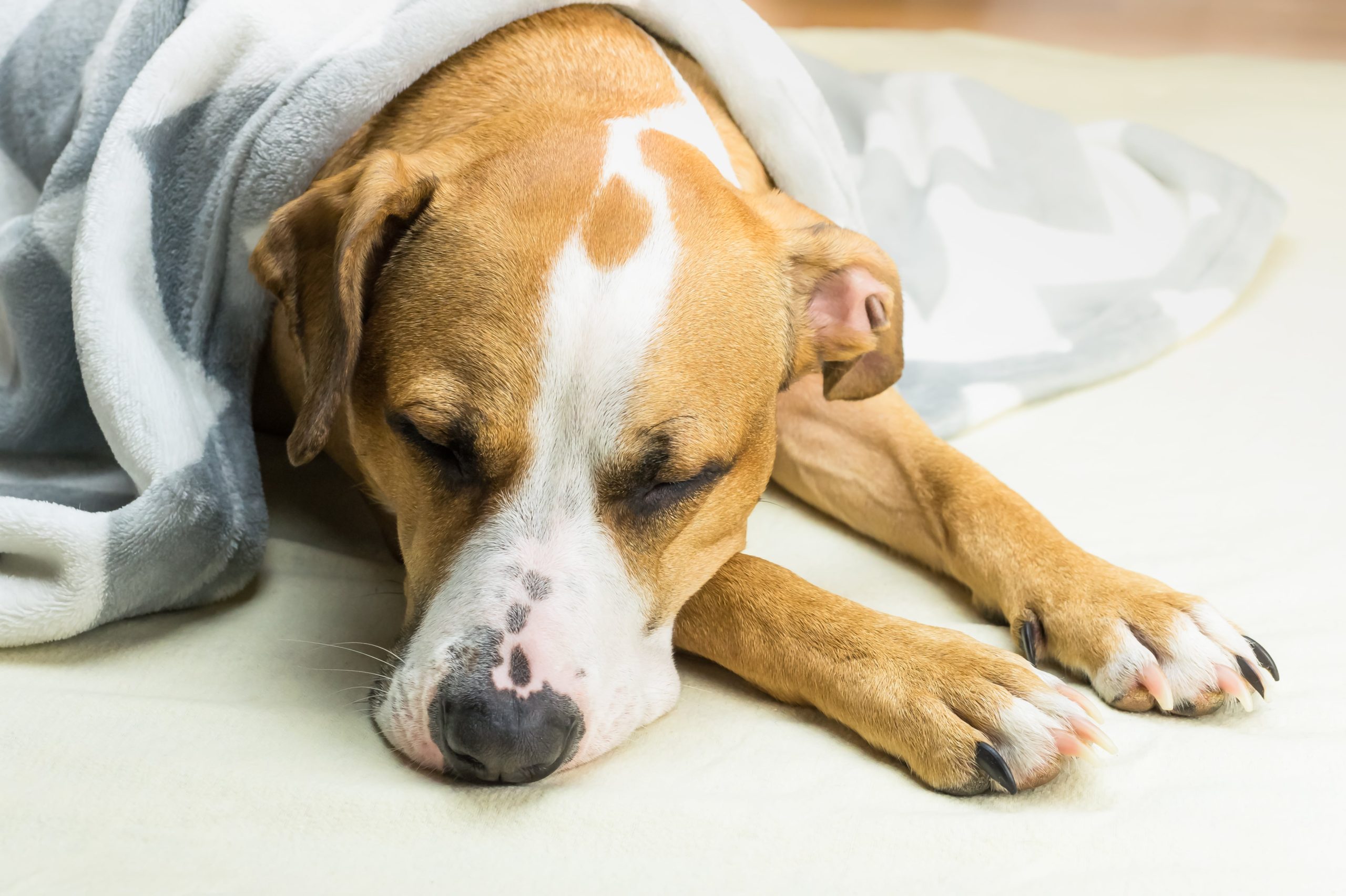 how-to-tell-if-your-dog-is-in-pain-daily-recall